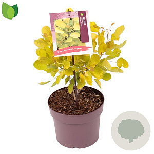 Cotinus cog. Golden Spirit 15-20 cm 3,0L