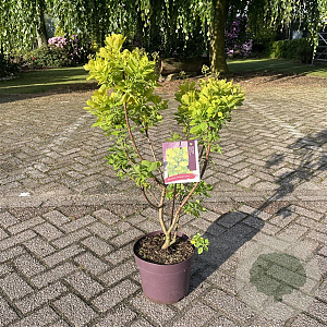 Cotinus cog. Golden Spirit 50-60 cm 7,5L