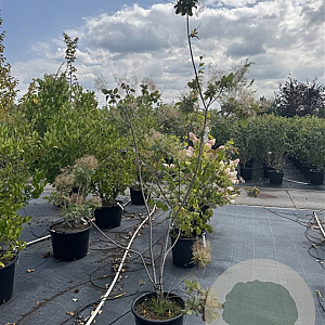 Cotinus cog. 'Royal Purple' 125-150 cm 20L
