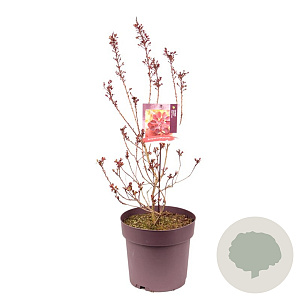 Cotinus cog. 'Royal Purple' 80-100 cm 15L