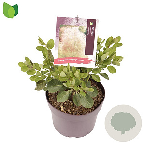 Cotinus cog. 'Young Lady' 25-30 cm 3,0L