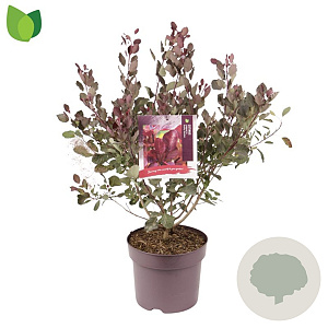 Cotinus Dusky Maiden 60-80 cm 7,5L