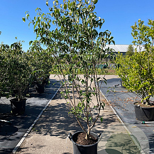 Cornus k. 'Milky Way' 175-200 cm 30L