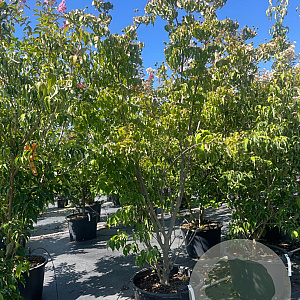 Cornus k. 'Milky Way' 225-250 cm cont. 80L meerstammig