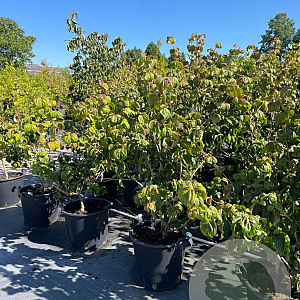 Cornus k. 'Satomi' 80-100 cm 3,0L