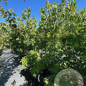 Cornus k. 'Schmetterling' 150-175 cm cont. 80L meerstammig