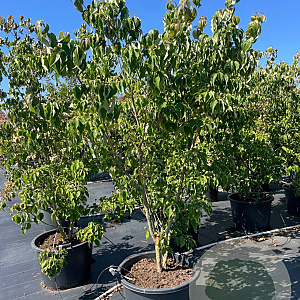 Cornus k. 'Schmetterling' 175-200 cm cont. 80L meerstammig