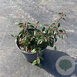 Cotoneaster radicans 'Eichholz' 30-40 cm P13