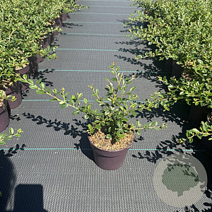Cotoneaster suec. 'Coral Beauty' 30-40 cm P13