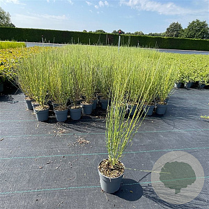 Cytisus 'White Lion' 30-40 cm P13