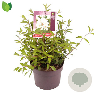 Deutzia gracilis 'Nikko' 25-30 cm 3,0L