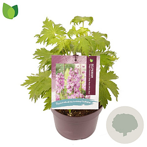 Delphinium 'M F Deep R. White Bee' GM 2,0L