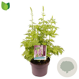 Delphinium 'M F Deep R. White Bee' GM C5