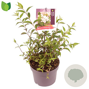 Deutzia purp. 'Kalmiiflora' 30-35 cm 3,0L