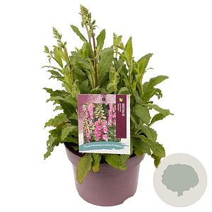 Digitalis 'Panther' GM C5