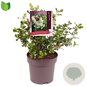 Escallonia 'Iveyi' 40-50 cm 10L