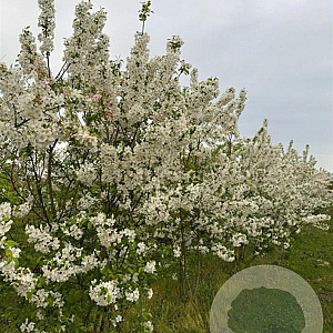 Malus 'Evereste' 250-300 cm draadkluit meerstammig