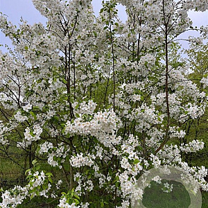Malus 'Evereste' 250-300 cm draadkluit meerstammig