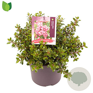 Escallonia 'Red Dream' 25-30 cm 5,0L