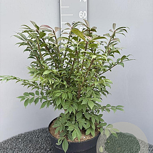 Euonymus alat. 'Compactus' 50-60 cm 10L