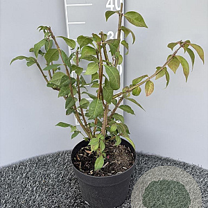 Euonymus alatus 35-40 cm 3,0L