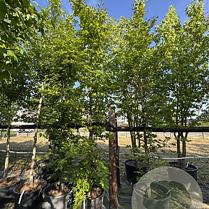 Fagus sylvatica 14-16 cm cont. 80L