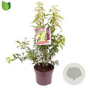 Forsythia int. 'Lynwood' 60-80 cm 7,5L