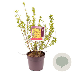 Forsythia int. Minigold 60-80 cm 7,5L