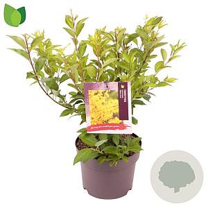 Forsythia int. Week-End 30-40 cm 3,0L