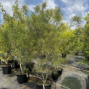 Fraxinus e. 'Aspleniifolia' 175-200 cm cont. 150L meerstammig