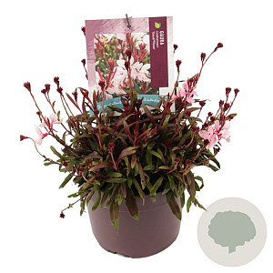 Gaura l. Gaudi Rose GM 2,0L