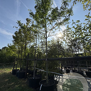 Gleditsia triac. 'Skyline' 16-18 HO cont. 110L