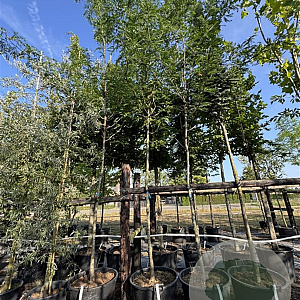 Gleditsia triac. 'Sunburst' 12-14 HO cont. 110L