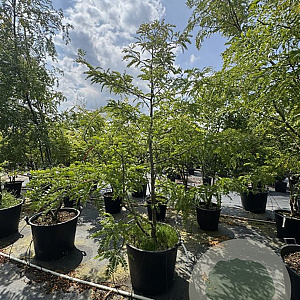 Gleditsia triac. 'Sunburst' 250-300 cm cont. 130L