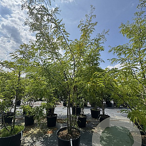 Gleditsia triac. 'Sunburst' 300-350 cm cont. 110L
