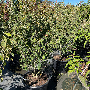Hamamelis int. 'Arnold Promise' 100-125 cm 50L