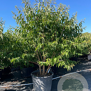 Heptacodium miconioides 175-200 cm cont. 150L meerstammig