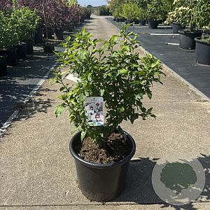 Hibiscus syr. 'Monstrosus' 60-80 cm 15L