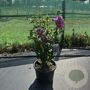 Hibiscus syr. 'Woodbridge' 60-80 cm 15L