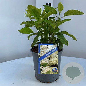 Hydrangea a. 'Annabelle' 25-30 cm 2,0L