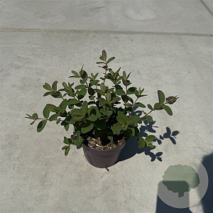 Hypericum dummeri 'Peter Dummer' 30-40 cm P13