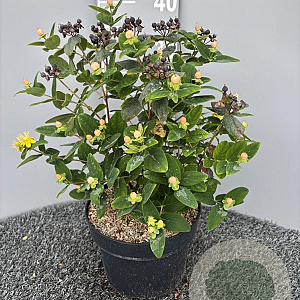 Hypericum i. Magical Beauty 30-40 cm 5,0L