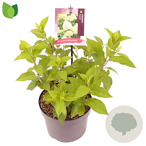 Hydrangea pan. 'Limelight' 20-30 cm 2,0L