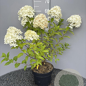 Hydrangea pan. 'Limelight' 50-60 cm 5,0L