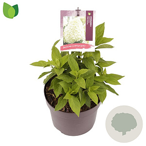 Hydrangea pan. Little Spooky 15-20 cm 2,0L