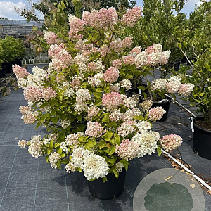 Hydrangea pan. 'Phantom' 100-120 cm 30L