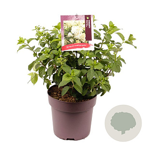 Hydrangea pan. 'Silver Dollar' 30-40 cm 10L