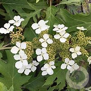 Hydrangea querc. 'Amethyst' 40-50 cm 10L