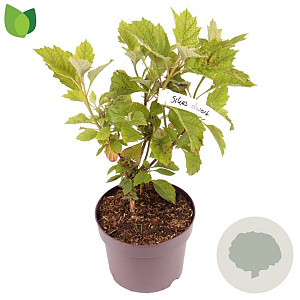 Hydrangea querc. 'Sike's Dwarf' 30-40 cm 3,0L