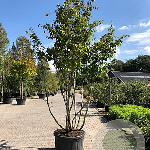 Parrotia persica 200-250 cm cont. 110L meerstammig